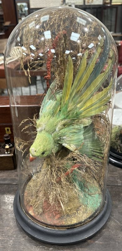 Green Parrot under Dome